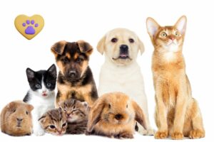 mundo pet profissões com animais