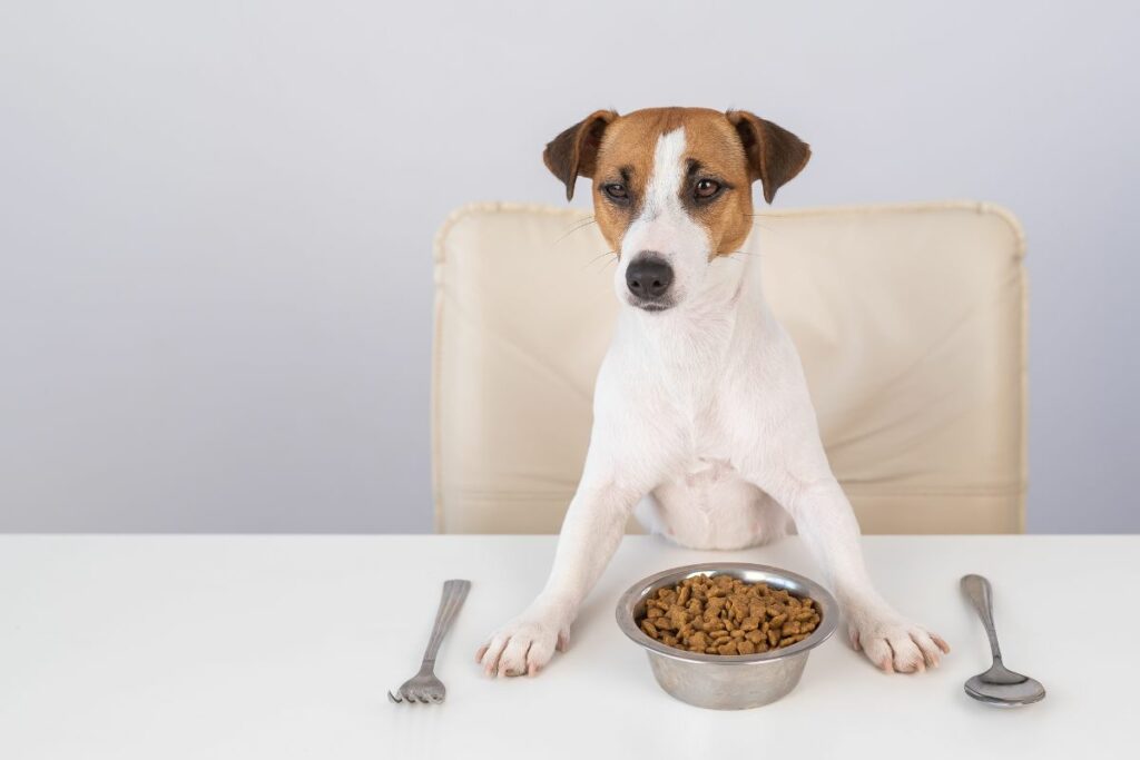 Devo alimentar o cachorro após o passeio?