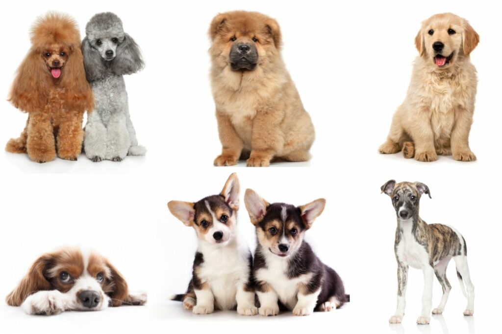 Carreira Raças de Cachorros